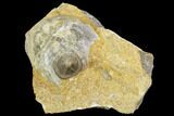 Edrioasteroid On Brachiopod Shell- Ontario #110533-1